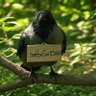 Profilbild von AMurderofTalkingCrows