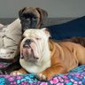 Vogue Foto 的头像