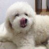 Profilbild von Snoopy Psicanalista