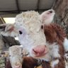 Organic profil fotoğrafı