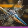 lbmom profil fotoğrafı