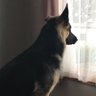Australia Calling4's profile picture