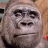 Profilbild von Slaps