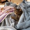 Profilbild von 猫ねこ