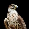 Falconridge profil fotoğrafı