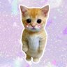 bloopercatt profil fotoğrafı