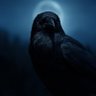 Crow68's profile picture