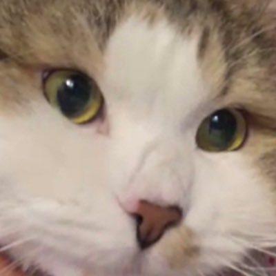 왕쿠니 (6학년)'s profile picture
