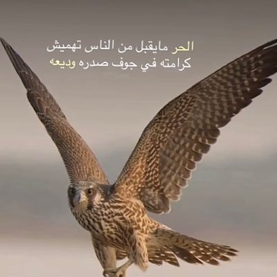 q8AlmutairiQ's profile picture