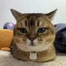 果然's profile picture