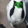 ぐらす profil fotoğrafı