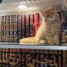 Фото профиля Ali