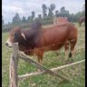 Фото профиля Ronny 🇰🇪