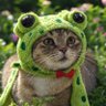 かえる's profile picture