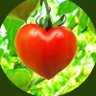 つか🍅ブリケツ🍑🌽🐔's profile picture