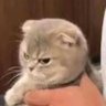 🇪🇸 Angry Cat 🇪🇸 profil fotoğrafı