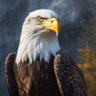 Eagle 的头像