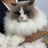 吃狗剩 profil fotoğrafı