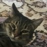 bulippo profil fotoğrafı