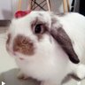 🐰Creamy🇹🇭 profil fotoğrafı