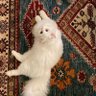 Фото профиля Assia Al-Idrissi