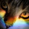 Feline Fun's profile picture