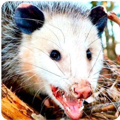 Browns_Possum's profile picture