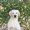 Ciro el Perro's profile picture