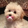puppy neo 🦴 profil fotoğrafı
