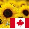 🇨🇦Cyn 🇺🇦's profile picture