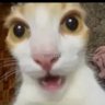 Profilbild von ʍα૨૮ovane