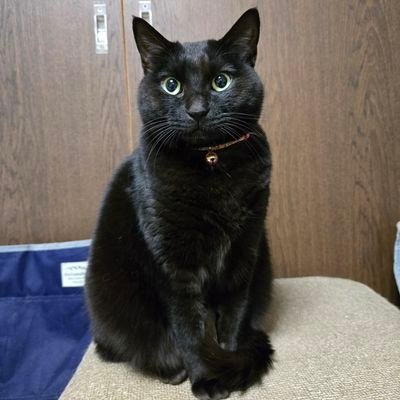 amkas25's profile picture