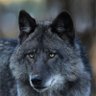 Фото профиля Gray Wolf