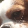 chizzelfingers profil fotoğrafı
