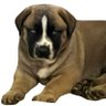 BUFORD profil fotoğrafı