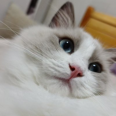 misschaihu's profile picture