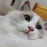 柴胡太太不吃菜's profile picture