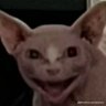 Profilbild von Embroyonicend
