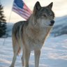 Old Wolf profil fotoğrafı