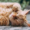 睡不醒的猫 profil fotoğrafı