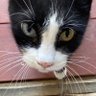 Kathi, spay/neuter your pets🐈‍⬛🐈🐕 profil fotoğrafı