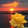 🌹الجنة غايتي 🌹 profil fotoğrafı