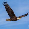 Eagle Grey profil fotoğrafı