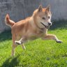 おねっさん 的头像