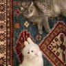 𝓐𝓹𝓻 profil fotoğrafı