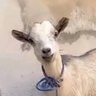 ADEBAYO profil fotoğrafı