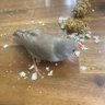 Фото профиля けんりお