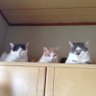 ふうびぃばぁば profil fotoğrafı