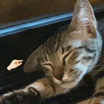 gyb🦮's profile picture