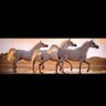 Фото профиля eman646t4r4 Dauud972